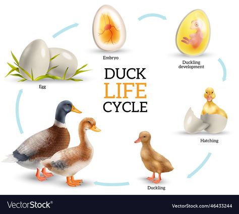 Animal Life Cycle Projects, Life Cycle Of A Bird, Duck Life Cycle, Bird Life Cycle, Cycle Stages, Animal Homes, Birds Vector, Animal Life Cycles, Nature Education