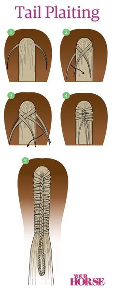 Der französische Zopf einfach erklärt. Diese Frisur hält den Pferdeschweif super zusammen. #APASSIONATA Horse Mane Braids, Come Intrecciare, Horse Braids, Horse Hair Braiding, Horse Braiding, Tail Braids, Horse Facts, Horse Mane, Horse Info