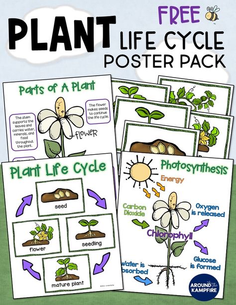 Subscribe to our newsletter and get this FREE plant life cycle anchor chart posters pack. Ideal for 1st, 2nd, and 3rd grade teachers for students learning about parts of a plant and photosynthesis. An ideal addition to your life science lessons and plant activities. A great idea for a science bulletin board too! Plant Life Cycle Anchor Chart, Life Cycle Anchor Chart, Photosynthesis Activities, Plants Life Cycle Activities, Plants Kindergarten, Life Cycle Activities, Plant Lessons, Second Grade Science, Life Cycles Activities