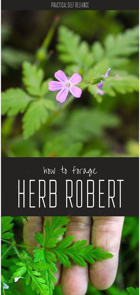 Add to your Edible Wild Greens with foraging herb robert flowers. This guide helps you forage Herb Robert, a wildflower valued for its medicinal properties. Learn to identify, harvest, and use it in recipes like tinctures, pesto, and tea. Find more herbal remedies recipes, natural remedies, and natural herbs medicine at practicalselfreliance.com. Summer Foraging, Geranium Robertianum, Herb Robert, Herbs Medicine, Foraging Guide, Cranesbill Geranium, Chicken Of The Woods, Wild Geranium, Wild Food Foraging