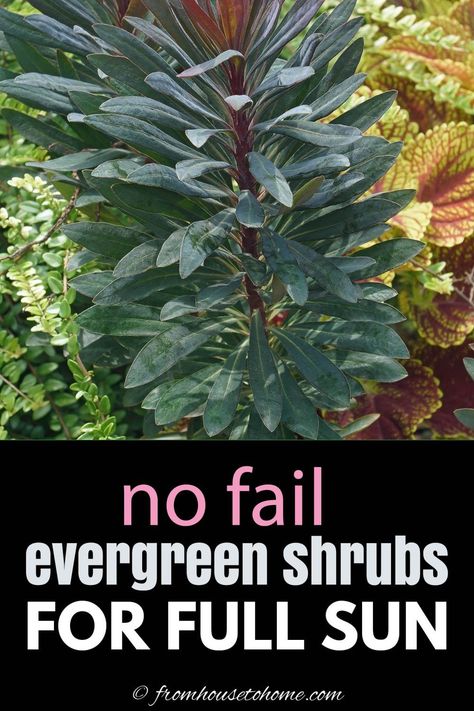 Full Sun Bushes, Evergreen Shrubs Full Sun, Shrubs For Full Sun, Foundation Plants, Privacy Hedges, Full Sun Garden, Full Sun Shrubs, Evergreen Landscape, Shrubs For Privacy