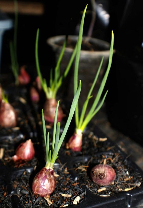 Grow Shallots, Onion Farming, Growing Shallots, Grow Onions, How To Grow Strawberries, Vegetables Growing, Grow Strawberries, Growing Vegetables In Pots, Apartment Gardening