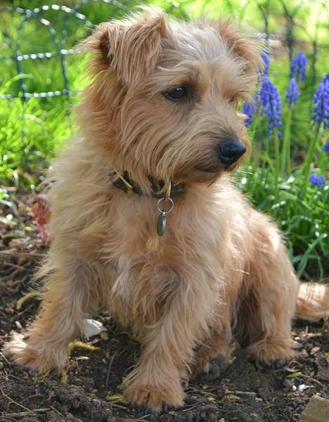 Toosey Norfolk Terrier Norfolk Terrier, Terrier Dogs, Terrier Dog, Happy Healthy, New Puppy, Cats And Dogs, Norfolk, Dog Love, Our Life