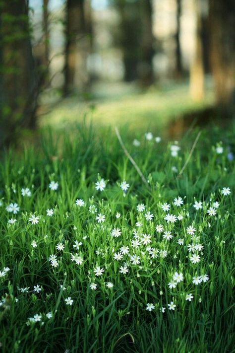 green grass, tiny white flowers Flowers Growing, Southern Europe, The Meadows, Gardening Supplies, Jolie Photo, Personal Brand, Garden Cottage, The Grass, Flower Field