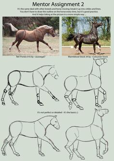 Horse Drawing Tutorial, Draw A Horse, Horse Art Drawing, Horse Sketch, Horse Anatomy, Horse Drawing, Horse Drawings, Equine Art, Animal Sketches