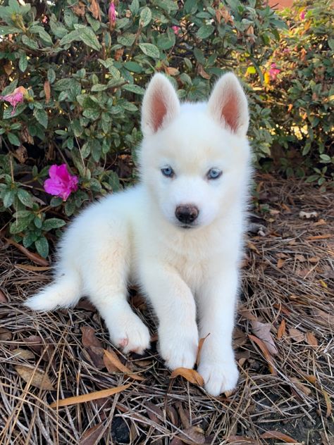 Puppies Husky, Blue Eyed Husky, Huskies Puppies, Baby Husky Puppies, Red Husky Puppy, Baby Husky, Cute Dogs Husky, Husky White, Husky Baby