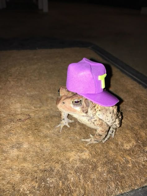 This is Mr. Toad.  Newsome told BuzzFeed News he started making the hats to cheer up a friend’s son who had lost his own pet toad “because all kids would laugh at a toad with a hat.” | A Toad Kept Visiting This Guy's Porch So He Made It Some Hats And It Made People Very Happy Frogs With Hats, Frog Pictures, A Frog, Cute Frogs, Playlist Covers, Reaction Pics, Toad, Frogs, Funny Animals