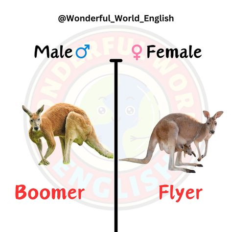 Male and Female Animal names ✅ Female Animal Names, Female Pet Names, Male And Female Animals, Animal Names, Learning Materials, English Learning, Male And Female, Learn English, Wonders Of The World