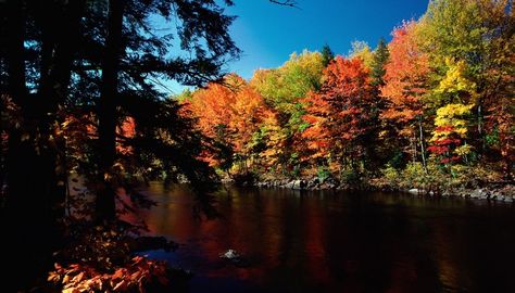 The deciduous forest biome, or temperate forest biome, is one of about 15 named biomes on Earth. It is characterized by mild to cool climates, four seasons, ample rainfall and broadleaf trees such as maple trees and oak trees. Other deciduous forest plants include mosses and shrubs. Deciduous Forest Biome, Temperate Deciduous Forest, Fun Fall Activities For Kids, Temperate Forest, Forest Biome, Animals And Their Habitats, Jungian Archetypes, Deciduous Forest, Fall Activities For Kids