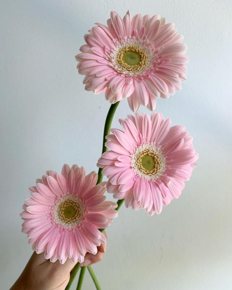 Light Pink “Babble” Mini Gerbera Daisies (Germini) Light Pink Gerbera Daisy, Gerbera Daisy Aesthetic, Daisy Flower Arrangements, Focal Flowers, Pink Gerber Daisy, Pink Gerbera Daisy, Pink Daisy Flower, New Mindset, Floral Design Classes