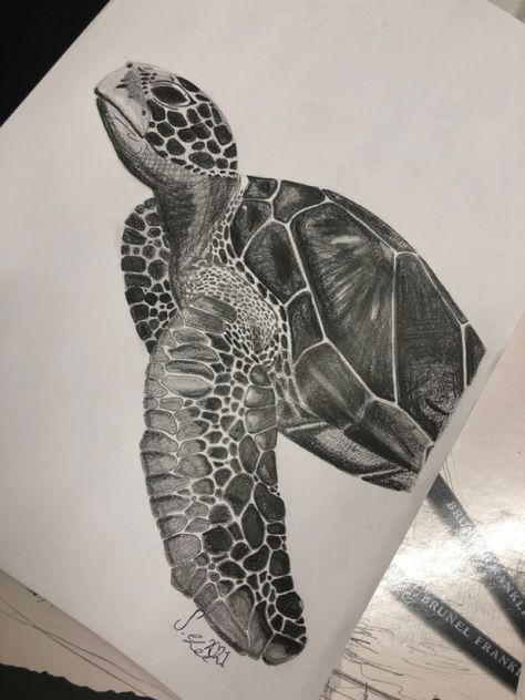 Animal Sketching Ideas, Animal Pencil Drawings Realistic, Realistic Turtle Drawing, Very Detailed Drawings, Turtle Sketch Pencil Drawings, Sealife Sketch, Natural Forms Drawings, Graphite Drawings Realistic, Turtle Drawing Realistic