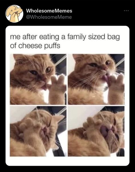 Cat Owner Humor, Cat Memes Laughing, Cat Memes Hilarious, Hilarious Memes Funny, Pet Funny, Owning A Cat, New Toy, Cute Animals Images, Memes Hilarious