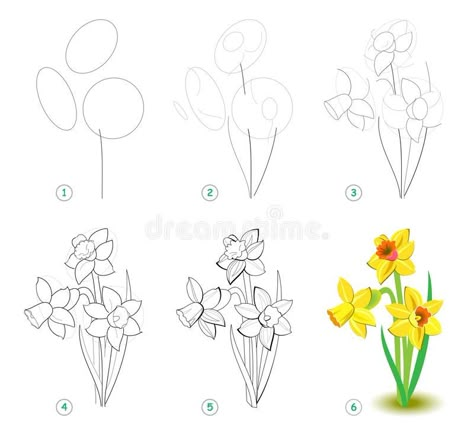 Narcissus Drawing, Flowers Colouring Pages, Flower Narcissus, Flower Step By Step, Narcissus Flower, How To Draw Steps, Draw Step By Step, Flower Drawing Tutorials, Honeysuckle Flower