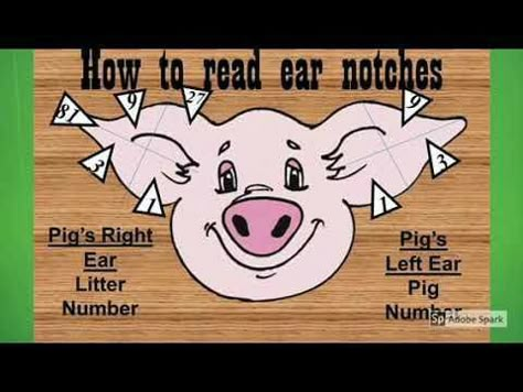 Pig Ear Notches, 4 H Clover, Ag Classroom, Ag Science, Livestock Judging, Show Pigs, Pig Showing, Ag Education, 4h Projects