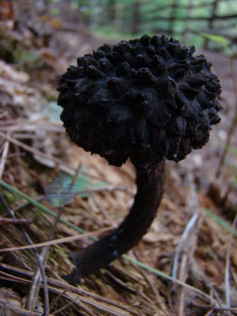 ~ Lichen Moss, Mushroom Pictures, Plant Fungus, Slime Mould, Mushroom Hunting, Barefoot Contessa, Mushroom Fungi, Homemade Pasta, Wild Mushrooms