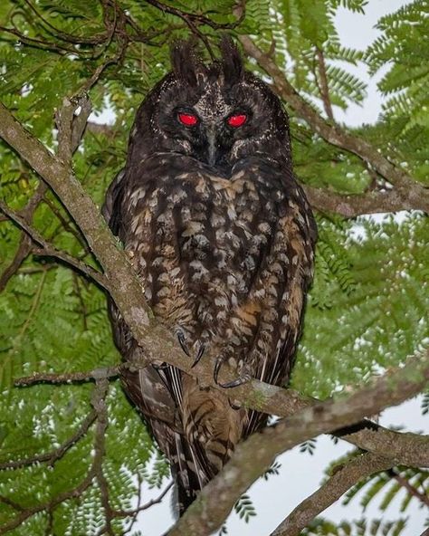 Natures Gnarly no Instagram: “The Stygian Owl 👹 - Image ©️ by @eigi.iwasaki Their eyes are actually yellow, but appear red/orange in the sunlight. #naturesgnarly” Stygian Owl, Terrifying Pictures, Harpy Eagle, Scary Animals, Owl Eyes, Photographie Portrait Inspiration, People Leave, Yellow Eyes, Birds Of Prey