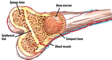 The Skeleton and bone types The Marrow Thieves, Structure Of Bone, Anatomi Dan Fisiologi, Red Bone Marrow, Bone Anatomy, Types Of Fractures, Human Skeletal System, Human Skeleton Anatomy, Bone Grafting