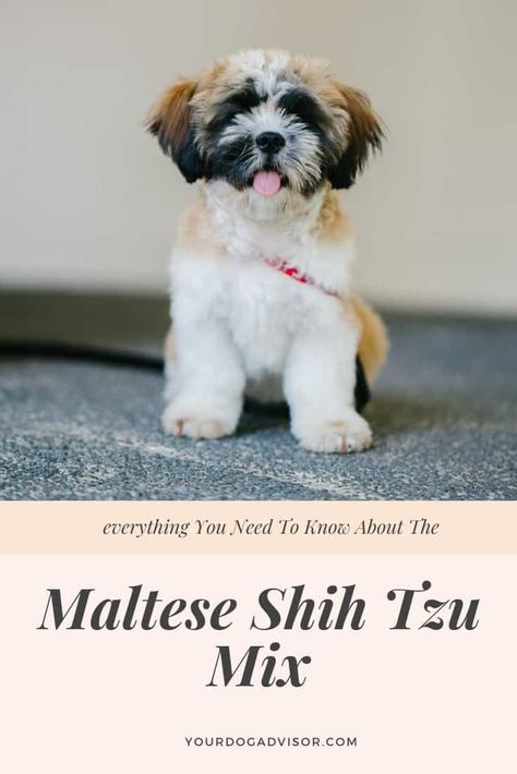 Everything You Need To Know About The Maltese Shih Tzu Mix | Your Dog Advisor Malshi Puppies, Shitzu Mix, Baby Shih Tzu, Shih Tzu Haircuts, Dog Crossbreeds, Shih Tzu Grooming, Dog Poo, Maltese Shih Tzu, Maltese Mix