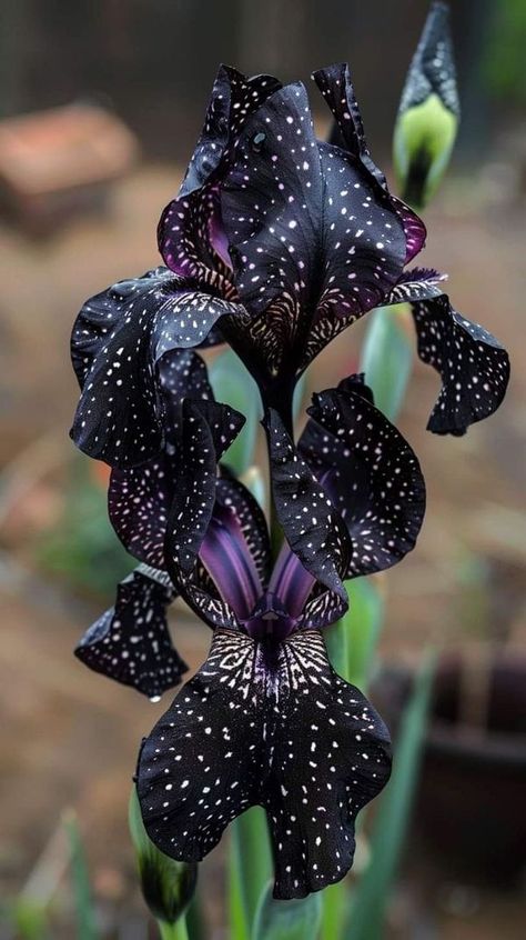 Iris Flowers Garden, Goth Garden, Strange Flowers, Gothic Garden, Iris Garden, Unusual Flowers, Rare Flowers, Iris Flowers, Pretty Plants