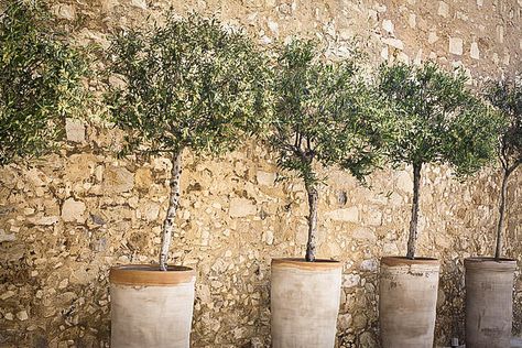 The Tree Center - Dwarf Trees To Grow In Containers Olive Tree Care, Olivier En Pot, Growing Olive Trees, Potted Olive Tree, Container Garden Design, Garden Lounge, Courtyard Design, Potted Trees, Mediterranean Garden