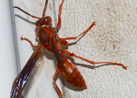 Red Wasps Red Wasp Sting, Wasp Species, Red Wasp, Red Wasps, Wasp Stings, Black Wings, Wasp, Hornet, Beautiful Animals