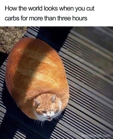 25+ Hilarious Food Memes Cat Bread, Best Funny Photos, Food Memes, Funny Cat Pictures, Silly Cats, Funny Animal Pictures, Pretty Cats, Animal Memes, Cute Funny Animals