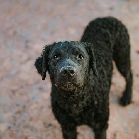 Benny And The Jets, Curly Coated Retriever, Beautiful Dog Breeds, Rare Dogs, Rare Dog Breeds, Animal Ideas, Pet Breeds, Beautiful Dog, Water Dog