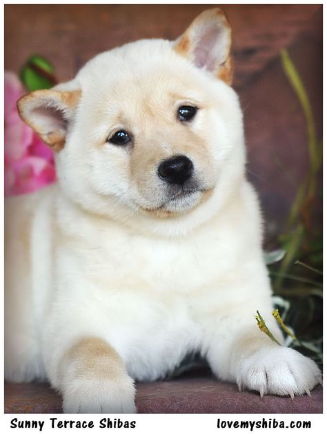 Cream shiba puppy ~ Sunny Terrace Shibas Shiba Inu Wallpaper, Kim Kardashian Images, Thanksgiving Cartoon, Shiba Puppy, Dogs Breeds, Funny Dog Pictures, Cute Critters, Cartoon Images, Sweet Animals