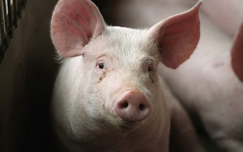 A Warming Climate Could Make Pigs Produce Less Meat Animal Wallpaper Iphone, Animal Iphone Wallpaper, Environmental Science Lessons, Animals With Glasses, Pig Facts, Vet Life, Pigs Eating, Cage Free Eggs, Pig Farm