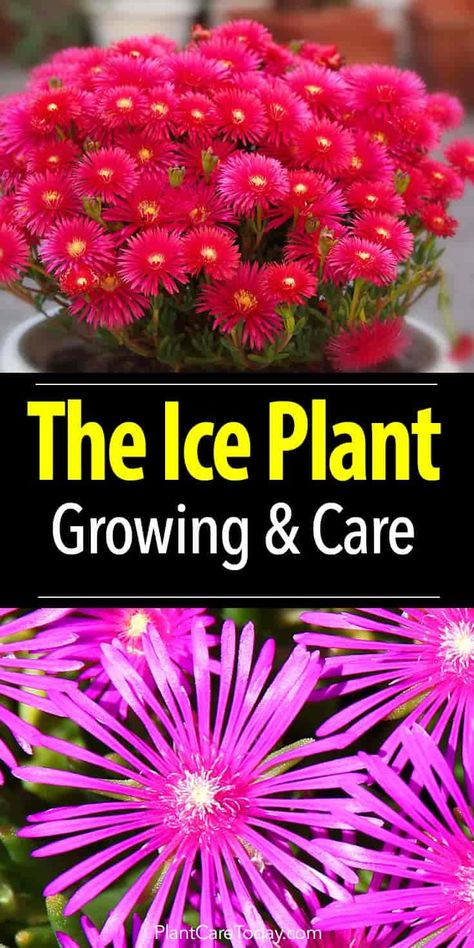 Ice Plant Landscaping, Ice Plants Ground Cover Perennials, Delosperma Plant, Ice Plant Succulent, Delosperma Cooperi, Succulent Landscape Design, Succulent Landscaping, Plant Succulents, Drought Tolerant Landscape