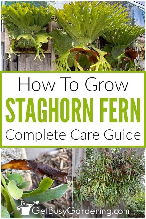 Mounted Staghorn Fern, Staghorn Plant, Staghorn Fern Mount, Staghorn Fern Care, Elkhorn Fern, Garden Landscaping Design Ideas, Platycerium Bifurcatum, Garden Landscaping Design, Fern Care