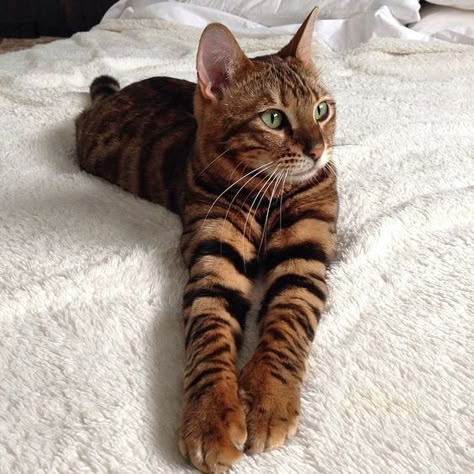 Domestic Tiger Cat: The Toyger Tiger Striped Cat, Domestic Shorthair Cat, Striped Cats, Toyger Cat, Shorthair Cat, Bengal Cats, Striped Cat, Beautiful Cat Breeds, Domestic Shorthair