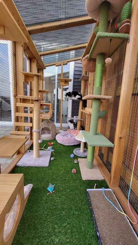 Outdoor Kitty Enclosures, Cat Catio Indoor, Diy Cat Jungle Gym Wall, Catio Cat Furniture, Diy Cat Run, Renter Friendly Cat Patio, Cat Catio Enclosure, Outdoor Cat Patio, Cat Cages Outdoor