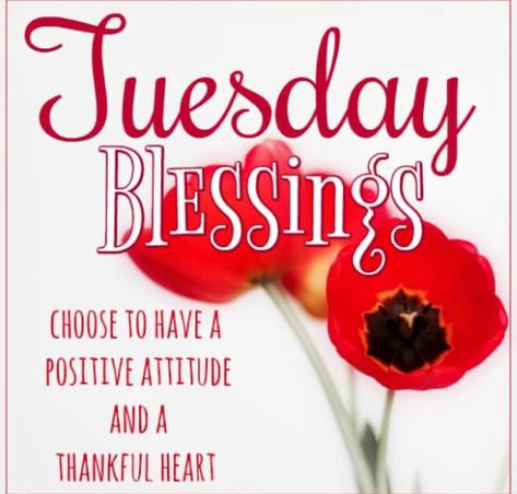 Have A Blessed Tuesday, Blessed Tuesday, Marvelous Monday, Tuesday Blessings, Terrific Tuesday, Happy Tuesday Quotes, Good Afternoon Quotes, Bible Verse Pictures, Afternoon Quotes