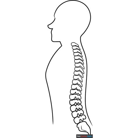 Spine Coloring Page - Free & Printable Coloring Sheet Science Coloring Pages, Spine Drawing, Educational Coloring Pages, People Coloring Pages, Black And White Clipart, Popular Cartoon Characters, Easy Drawing Guides, Free Printable Coloring Sheets, Easy Cartoon