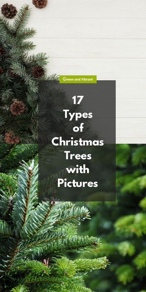 17 Types of Christmas Trees with Pictures Types Of Christmas Trees Real, Christmas Tree Types Real, Christmas Tree Types, Tree Farm Ideas, Homestead Plans, Vintage Mercury Glass Christmas Ornaments, Christmas Tree Lot, Christmas Trees For Sale, Christmas Tree Farms