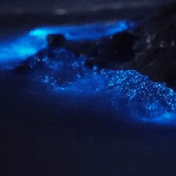 Bioluminescence Gif, Ocean Stim Gif, Stim Board Blue, Dark Blue Stim Gif, Space Stim Gif, Water Aesthetic Gif, Blue Stim Gif, Blue Gif Aesthetic, Ocean Stimboard