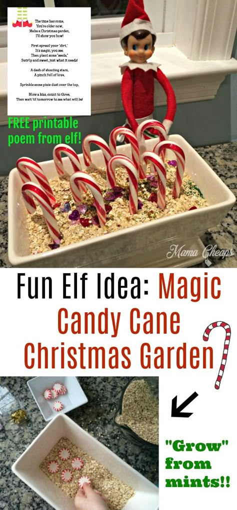 Fun Elf Idea: Magic Candy Cane Christmas Garden + FREE Printable Poem Get poem here: https://www.mamacheaps.com/2017/11/fun-elf-idea-magic-candy-cane-christmas-garden.html Elf On The Shelves, Magic Candy, Elf Idea, Elf Of The Shelf, Christmas Elf Ideas, Elf Shelf, Christmas Elf On The Shelf, Elf Magic, Awesome Elf On The Shelf Ideas