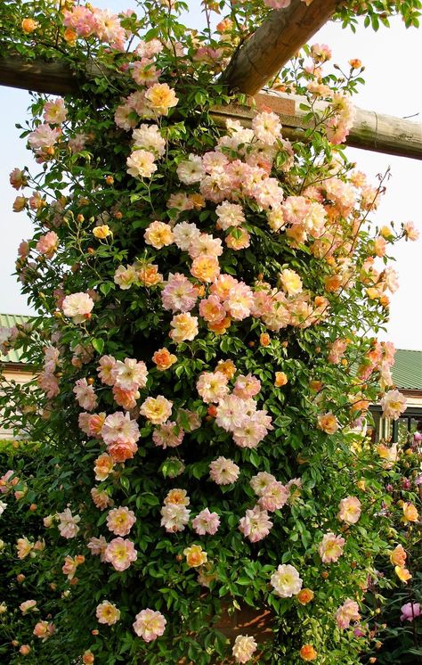 Rose Garden Landscape, Rambling Rose, Rose Gardening, Strawberry Hill, Style On A Budget, Climbing Rose, Budget Home Decor, Growing Roses, Be Encouraged