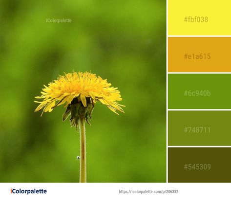 Dandelion Color Palette, Grass Images, Dandelion Color, Color Palette Theme, 2021 Aesthetic, Grass Pattern, Color Combinations For Clothes, Color Palette Ideas, Flowers Color