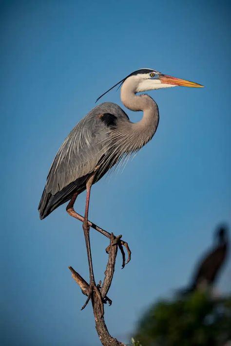 Blue Heron Bird, Great Blue Heron Photography, Great Blue Heron Drawing, Blue Heron Photography, Great Blue Heron Art, Heron Symbolism, Crane Pictures, Blue Heron Tattoo, Heron Drawing