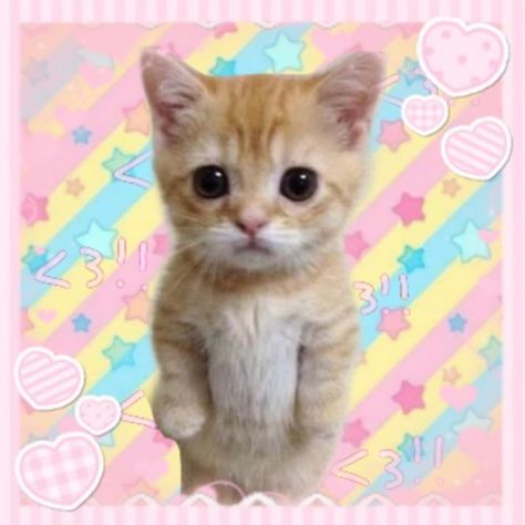 Cutecore Cat, Cat Piano, Cutecore Pfps, Swimming Cats, Cats Images, Silly Kitty, Cat Background, Kawaii Core, Cat Icon