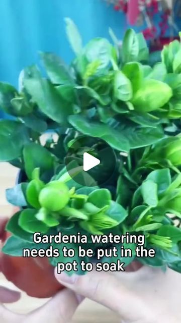 Gardening | Housewife on Instagram: "How to take care of gardenias #homegarden #indoorgarden #houseplants #indoorplants #plants #garden #flowers #flower" Plant Ideas, Plants Garden, Garden Flowers, How To Take, Indoor Garden, Indoor Plants, Take Care, Home And Garden, Take That