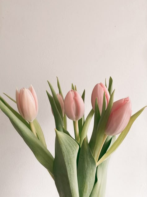 #tulip #aesthetic #spring Pastel Pink Tulips, Tulip Aesthetic, Aesthetic Tulips, Ahlan Wa Sahlan, Aesthetic Spring, Spring Aesthetic, Pink Tulips, Tulips Flowers, Love Flowers