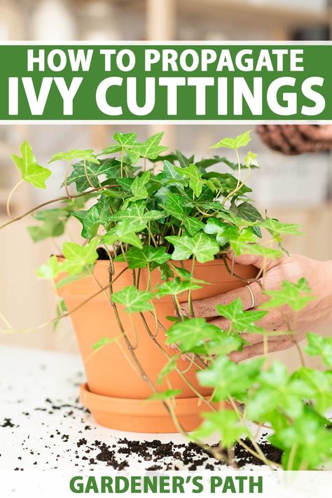 Propagate Ivy, Indoor Ivy, Ivy Plant Indoor, Benefits Of Vegetables, Plants From Cuttings, The Constant Gardener, Hanging Plants Diy, Ivy Vine, Ivy Plants