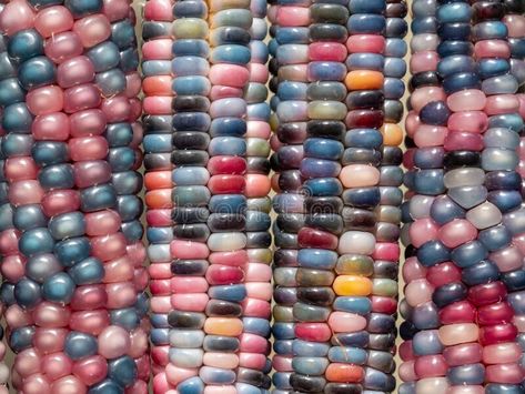 Indian Corn, Urban Garden, Vector Design, Bright Colors, Corn, Stock Images, Gems, Glass, Pink