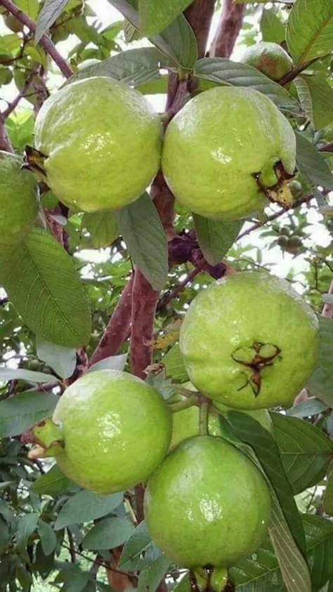 Goiaba Fruits And Vegetables Pictures, Pineapple Guava, Guava Tree, Fruit Bearing Trees, Guava Fruit, Vegetable Pictures, Guavas, Fruit Photography, Beautiful Fruits