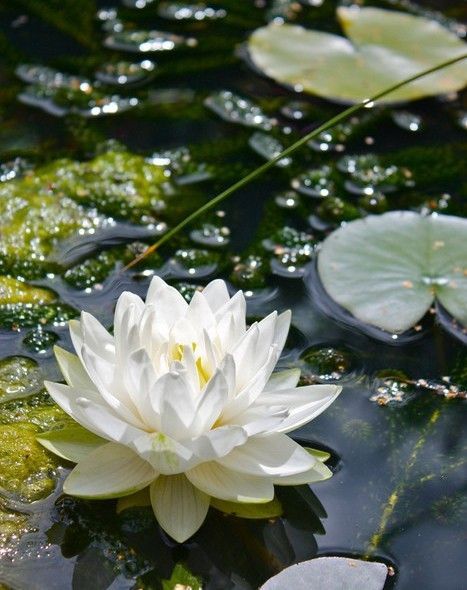 Nymphaea Lotus, Vegetable Garden Planters, Image Zen, Lotus Flower Pictures, Garden Layout Vegetable, Lily Lotus, Water Lilly, Most Beautiful Flowers, A Pond