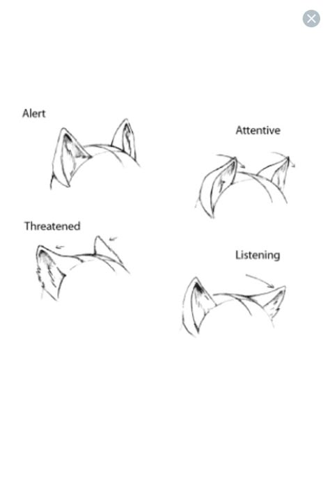 |Chien/Loup| Alert=En alerte Attentive=Attentif Threatened=Menaçant Listening=À l'écoute Art Tutor, Drawing Help, Drawing Faces, Art Help, Digital Painting Tutorials, Guided Drawing, Cat Eyes, Poses References, Anime Drawings Tutorials