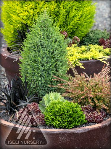 Container Gardens: Alternatives for Small Spaces - Iseli Nursery Backyard Planters, Patio Container Gardening, Conifers Garden, The Birds And The Bees, Alpine Garden, Evergreen Garden, Container Gardening Ideas, Container Planting, Small Patio Garden